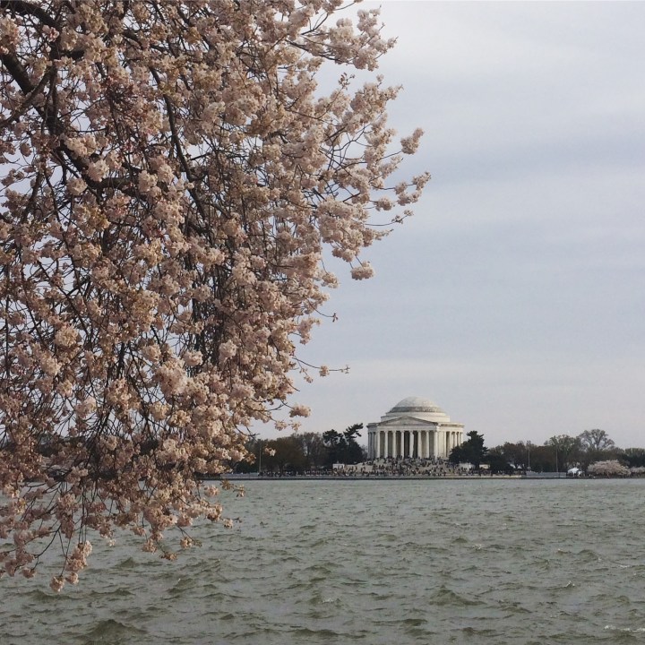 cherry blossoms and Jefferson Memorial