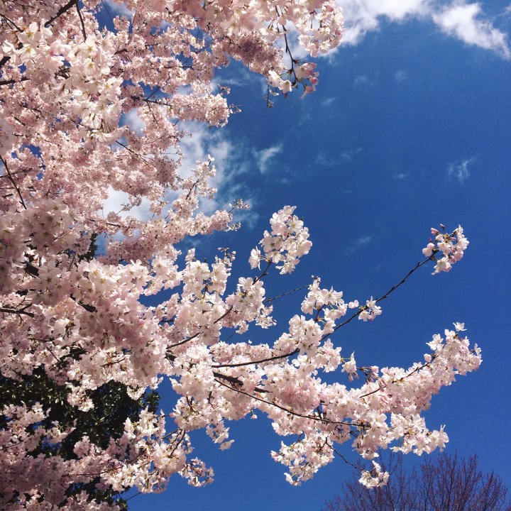 Seeing the DC Cherry&nbsp;Blossoms