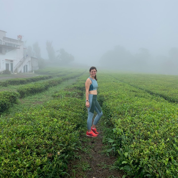 Gorreana tea plantation in the Azores