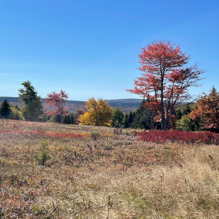 Fall in Dolly Sods
